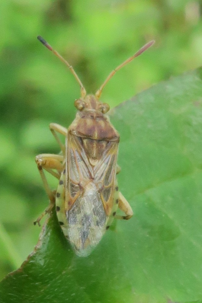 Hélène LAVIRON - Stictopleurus (abutilon-pictus) - réf. 359867 (663 x 995 pixels, 110 ko)
