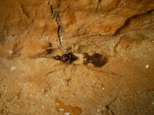 Reduvius sp.