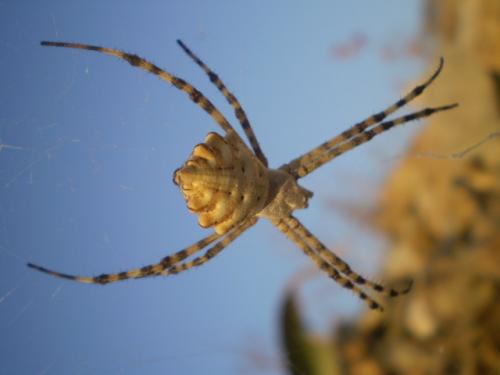 Réf. 36 772 : Argiope lobata