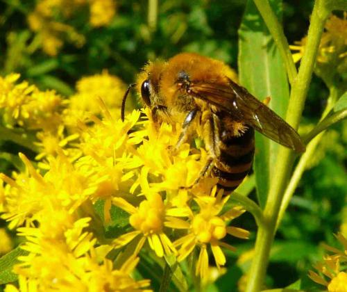 Colletes hederae