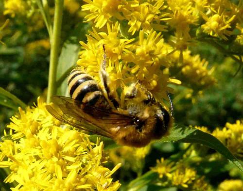 Réf. 36 994 : Colletes hederae