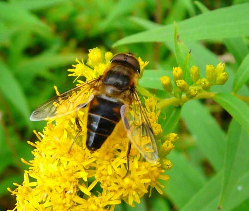 Eristalis pertinax
