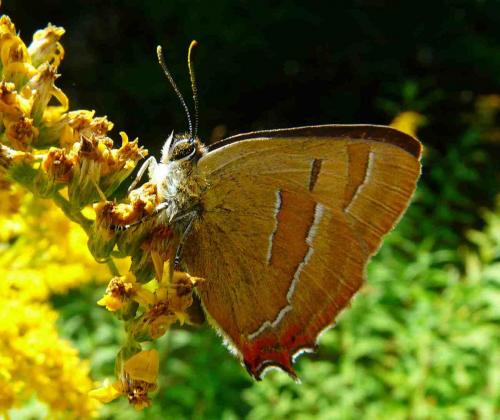 Thecla betulae