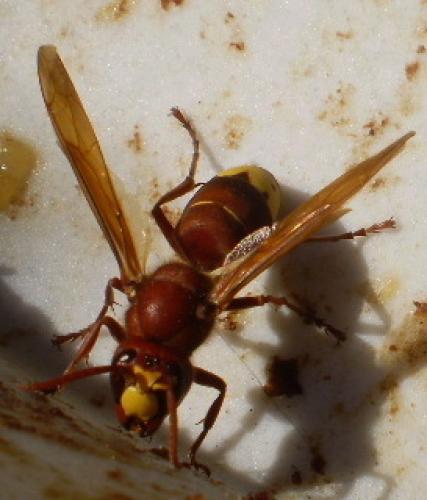 Vespa orientalis