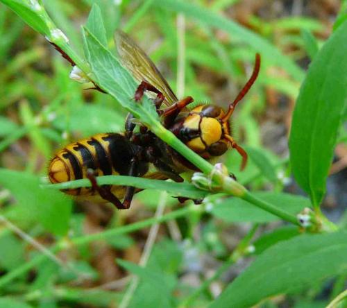 Vespa crabro