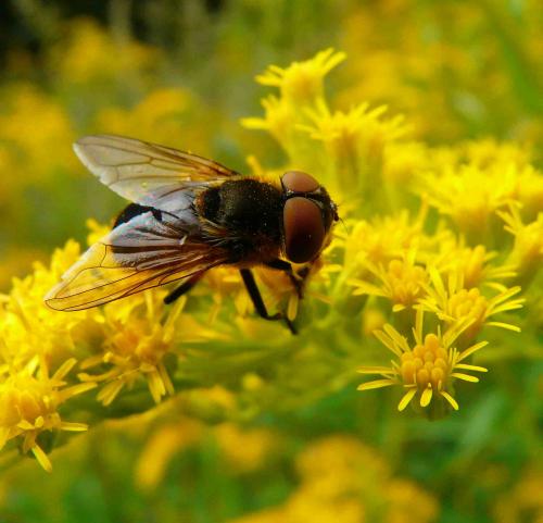 Phasia hemiptera