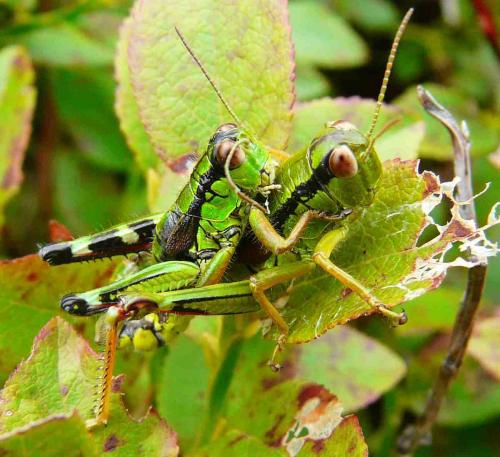 Miramella alpina subalpina