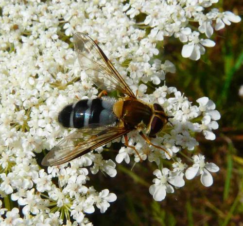 Réf. 36 425 : Leucozona glaucia