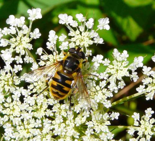 Myathropa florea
