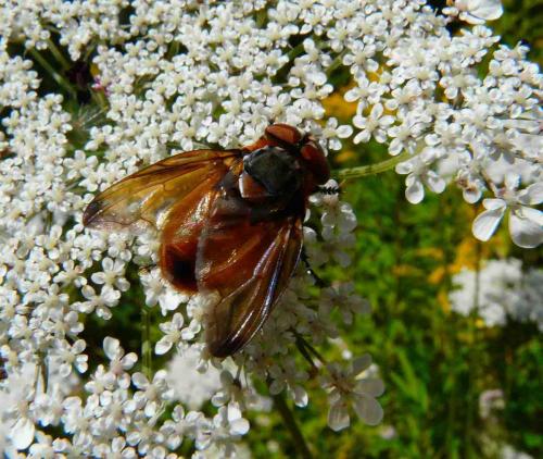 Phasia hemiptera