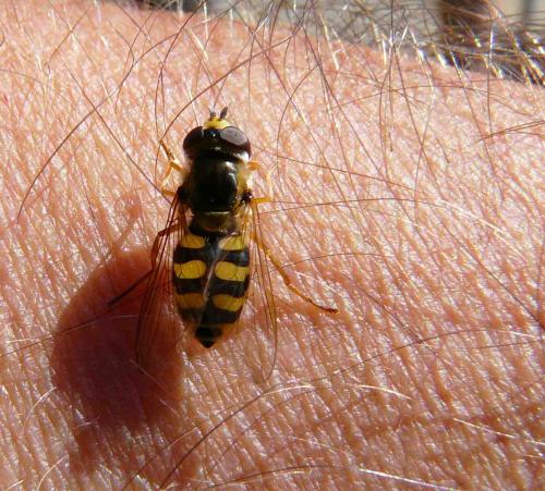 Eupeodes corollae