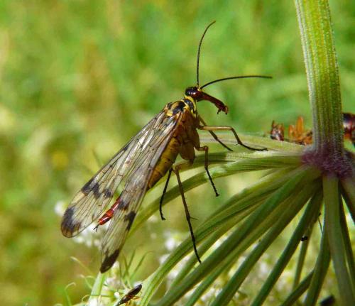 Panorpa communis
