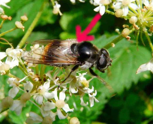 Cheilosia illustrata