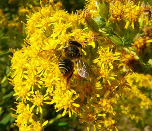 Megachile sp.