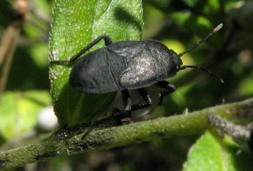 Aellopus atratus