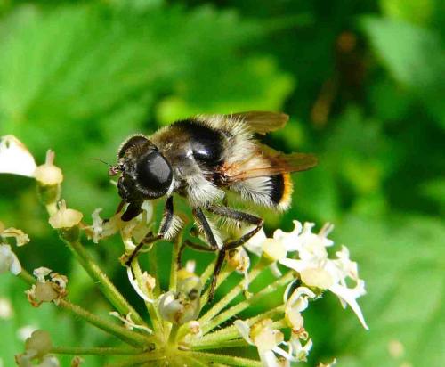 Cheilosia illustrata
