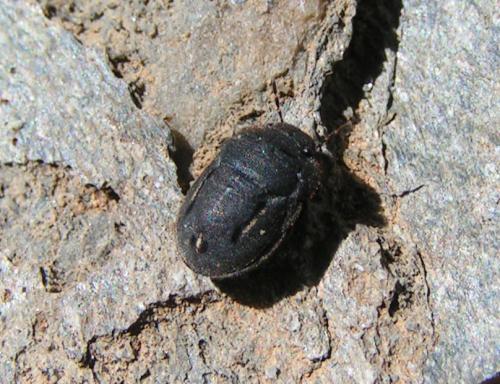 Odontoscelis fuliginosa