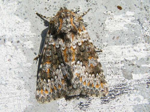 Réf. 36 330 : Hecatera dysodea