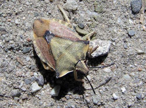 Réf. 36 388 : Carpocoris fuscispinus
