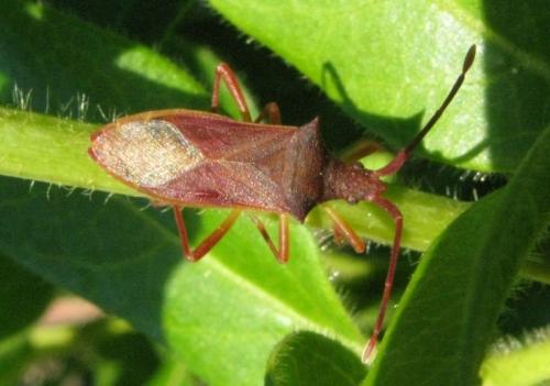 Gonocerus insidiator