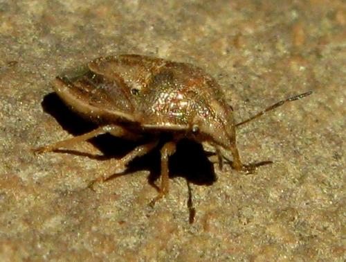 Réf. 36 030 : Neottiglossa bifida