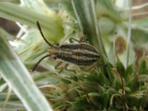 Réf. 36 117 : Maccevethus sp.