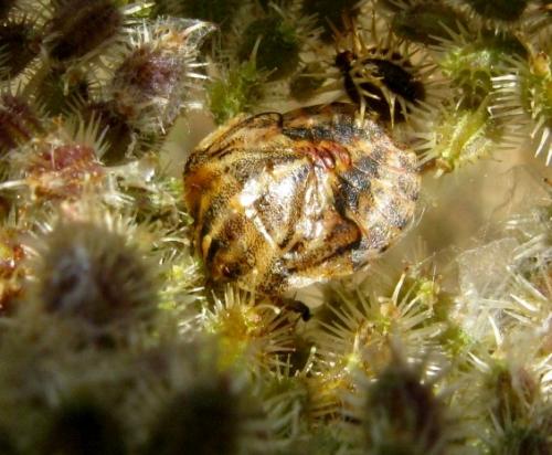 Graphosoma italicum
