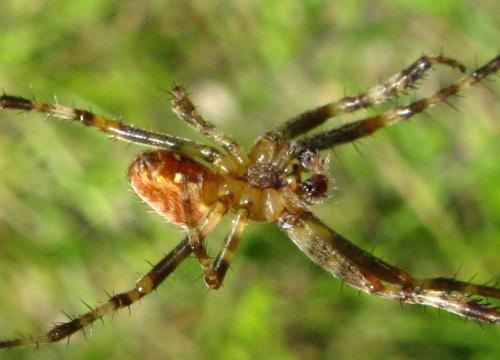 Araneus diadematus
