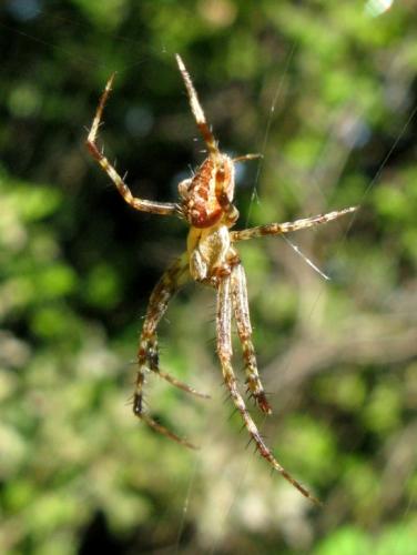 Araneus diadematus