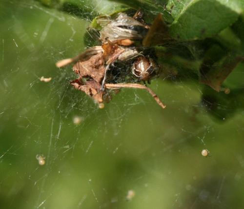 Phylloneta sp.