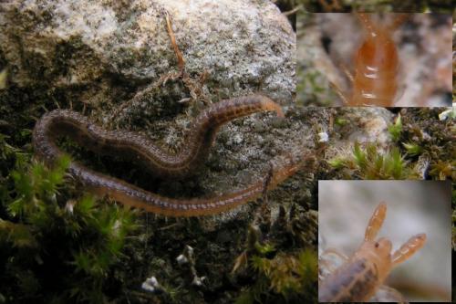 Henia vesuviana