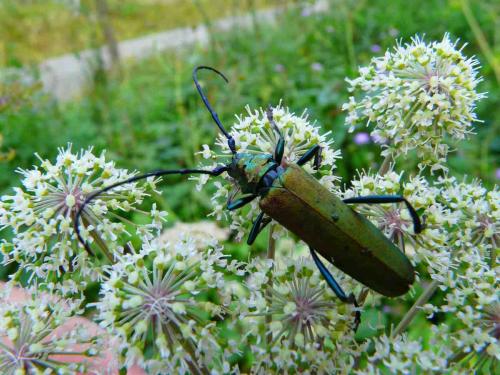 Aromia moschata