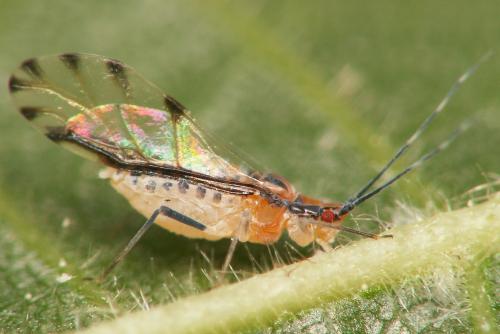 Réf. 36 617 : Eucallipterus tiliae