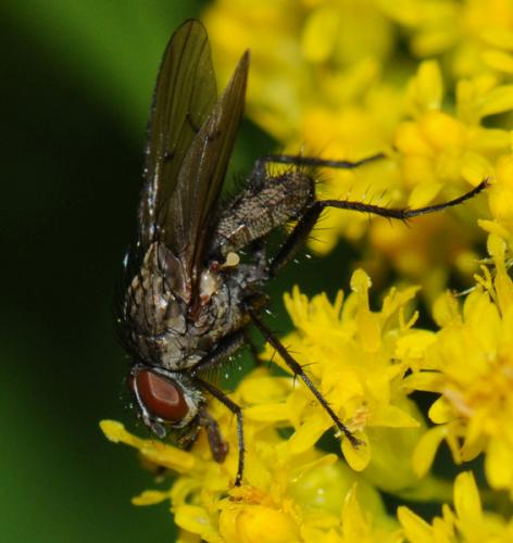 Réf. 36 758 : Anthomyia liturata