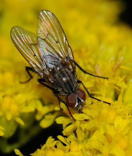 Réf. 36 757 : Anthomyia liturata