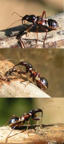 Himacerus mirmicoides