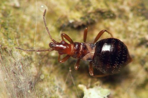 Réf. 36 190 : Loricula elegantula