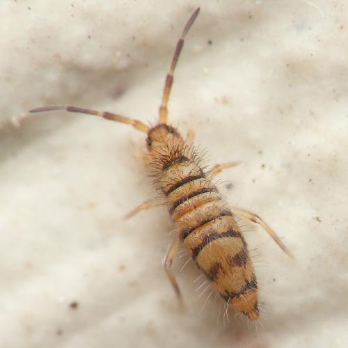 Entomobrya nigrocincta