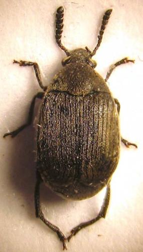 Bruchidius sp.
