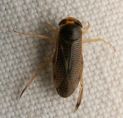 Sigara lateralis