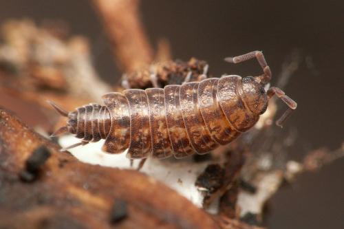 Porcellionides cingendus