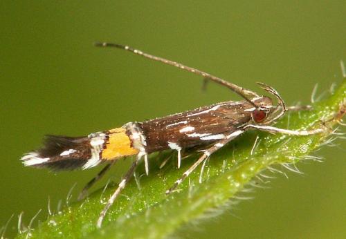 Réf. 36 990 : Cosmopterix pulchrimella