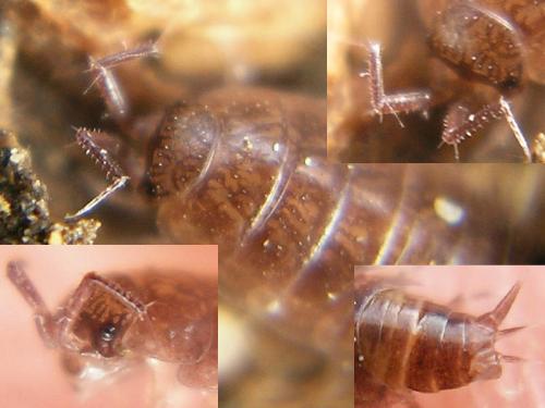 Réf. 36 304 : Hyloniscus riparius