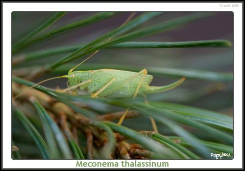 Réf. 36 265 : Meconema thalassinum