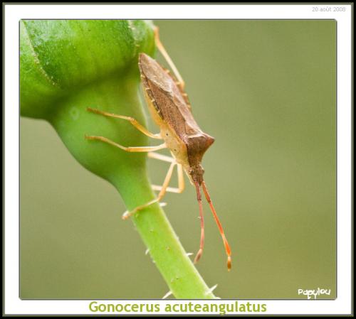 Gonocerus acuteangulatus