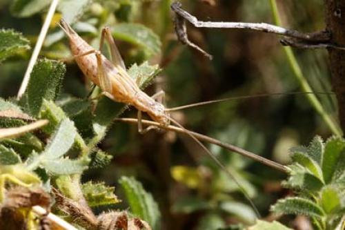 Réf. 36 092 : Oecanthus pellucens pellucens