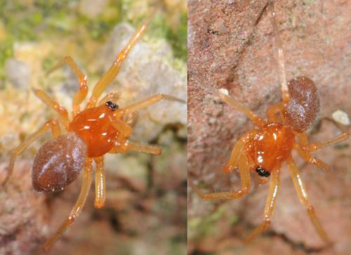 Réf. 36 403 : Gonatium sp.