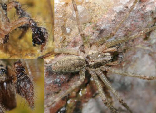 Allagelena gracilens