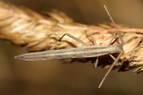 Chorosoma schillingii