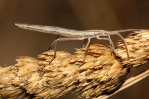 Chorosoma schillingii